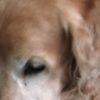 sabakes1
